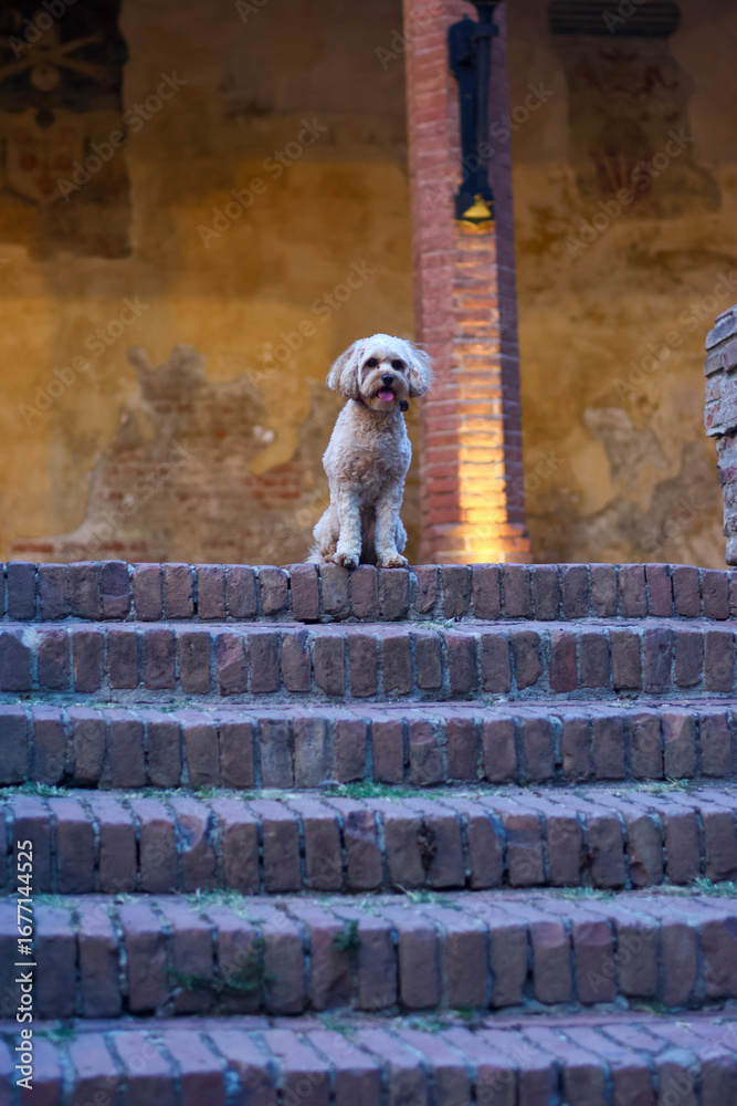 Obraz premium Scenes of Tuscany 2025