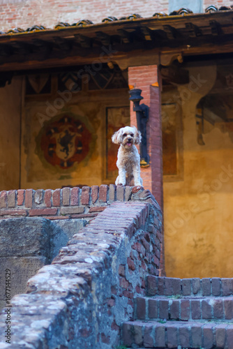 Scenes of Tuscany 2025