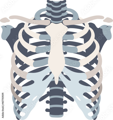 Flat Vector Illustration of Human Rib Cage Anatomy