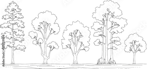 Isolated a Architectural Drawings, Minimal style cad tree line drawing, Side view, set of section wetland forest outline for landscape design drawing in separate element vector art,