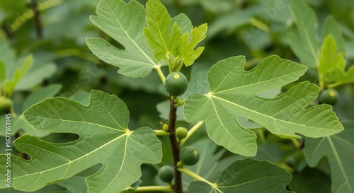 Close-up of a vibrant fig tree branch showcasing verdant leaves and unripe green figs fruit of