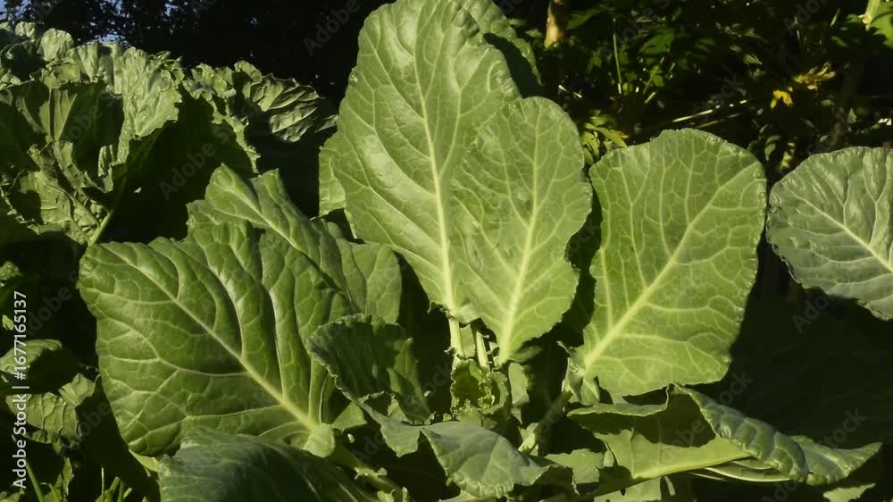 Plantação de couve manteiga com folhas da planta movendo-se suavemente com a brisa da manhã 