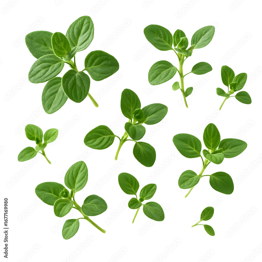 Obraz premium Fresh Oregano Leaves Isolated on White Background