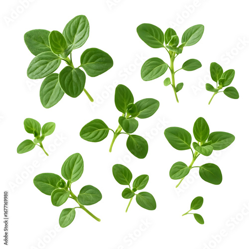 Fresh Oregano Leaves Isolated on White Background