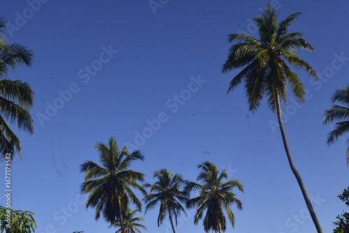 Coqueiros no litoral do nordeste do Brasil. Linda paisagem praiana com palmeiras tropicais e céu azul