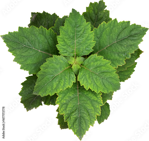 Patchouli leaves (Pogostemon cablin) on a transparent background. Patchouli leaves are the basic ingredient for making essential oils. PNG