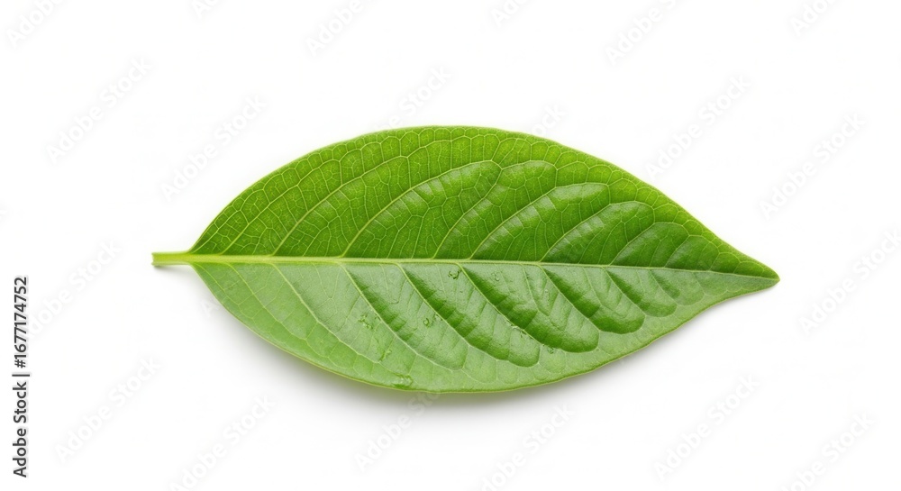 Obraz premium Detailed close-up showcasing the vibrant green leaf with intricate vein patterns, isolated on a