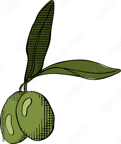 Olive branch, green fruit. Botanical Vector graphic line ink colored illustration. Mediterranean food. Texture greek nature illustration for package and food design Extra virgin oil