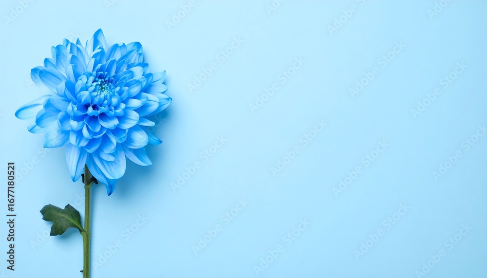 Fototapeta premium Serene Blue Chrysanthemum on Light Blue Background