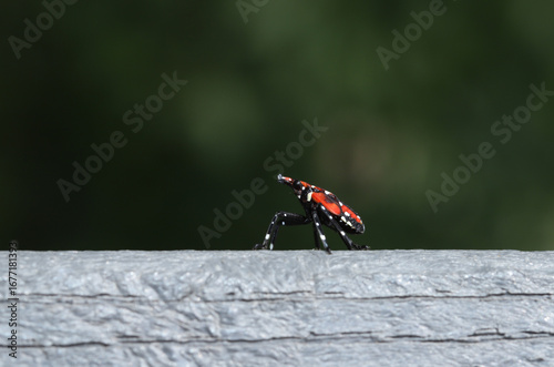 A 4th-instar nymph of the spotted lanternfly (Lycorma delicatula), showing the characteristic red, black and white colors.  This invasive pest insect is rapidly spreading in parts of North America. 