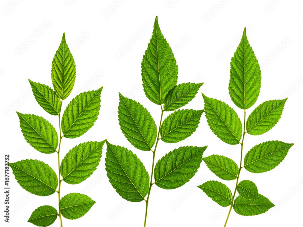 Fototapeta premium green leaves on white background