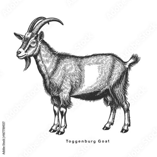 Vector hand drawing goat.Toggenburg Goat engraving sketch illustration