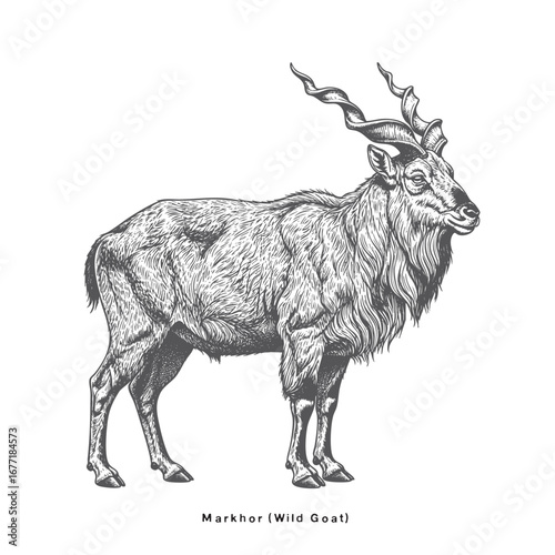 Vector hand drawing goat.Markhor Goat engraving sketch illustration