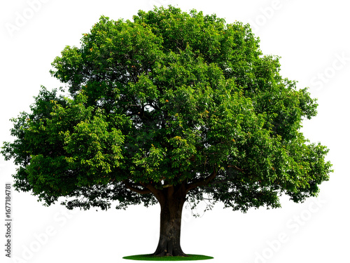 tree isolated on white background