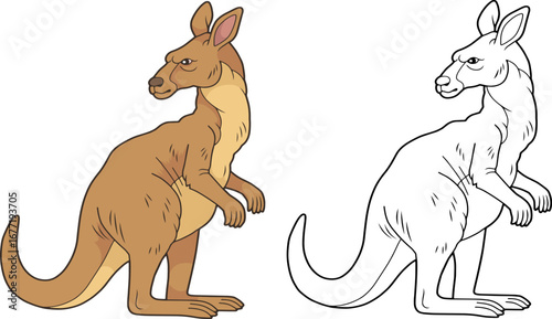 australian kangaroo coloring book for kids