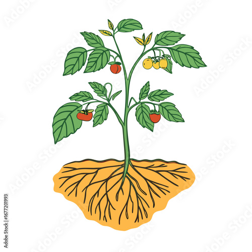 Green plant with red and yellow fruits and visible roots leaves