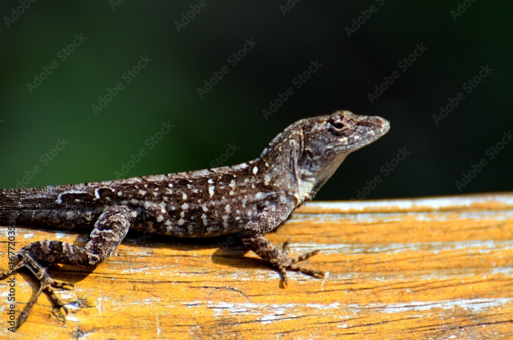 Naklejka premium Lizard on a pier 