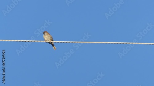 電線にとまる一羽のスズメと快晴の青空
