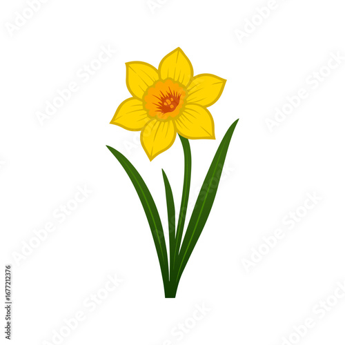 Daffodil Flower