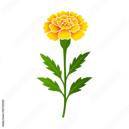 Marigold Flower