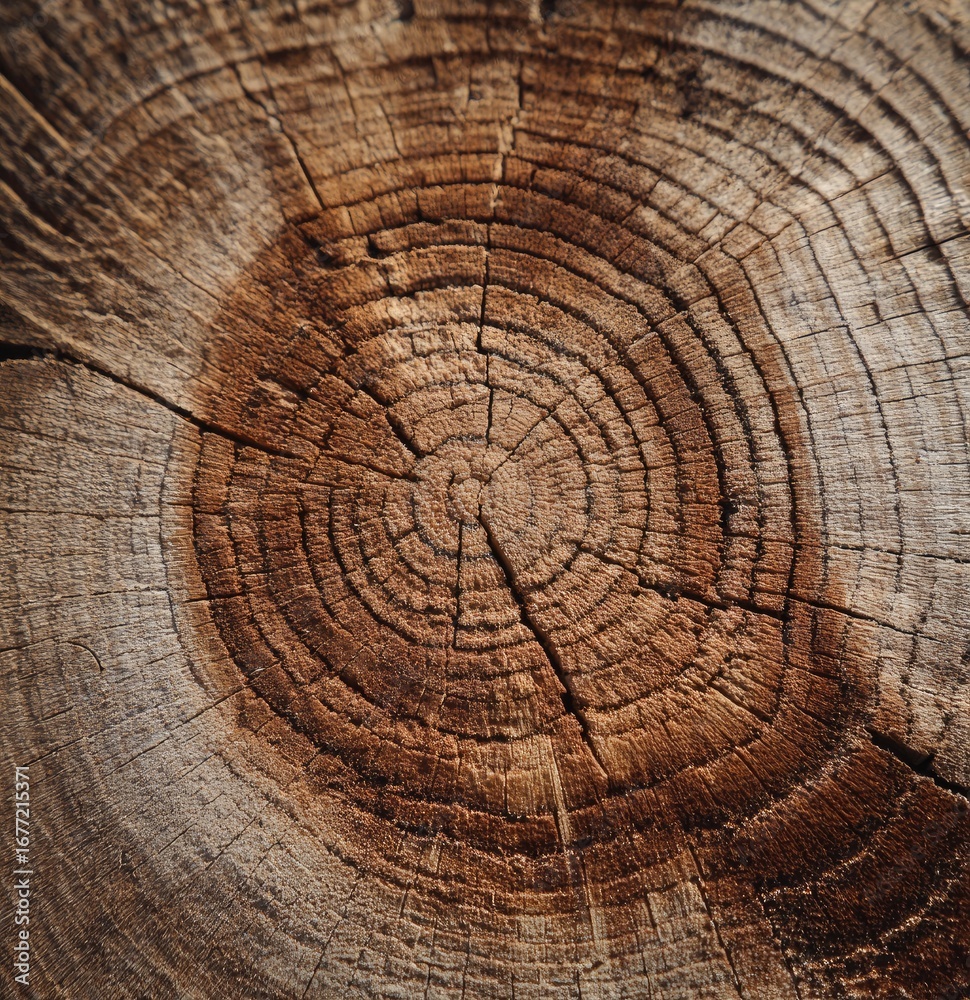 Naklejka premium Close-up of a weathered tree trunk cross-section, showing growth rings