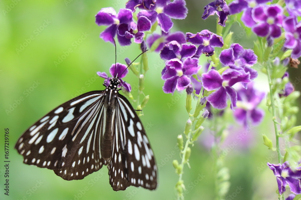 Naklejka premium 伊丹市昆虫館、兵庫県