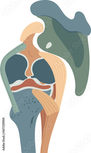 Illustration of Scapular Joint Anatomy with Muscles and Ligaments