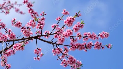 Blossoming Peach Tree Branches against Clear Blue Sky