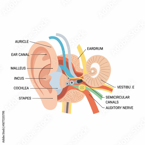 Detailed Illustration of the Human Ear Anatomy with Labels for Educational Use