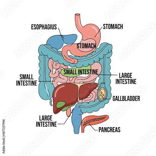 Illustrated Diagram Depicting Human Digestive System Anatomy in Detail