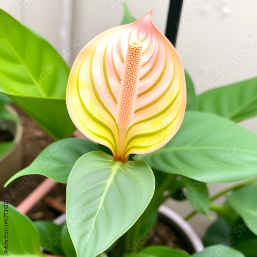 Anthurium andraeanum (flamingo flower, tailflower, painter's palette, oilcloth flower, laceleaf, kuping gajah) flower. The whole plant is toxic. It contains saponins and crystals of calcium oxalate