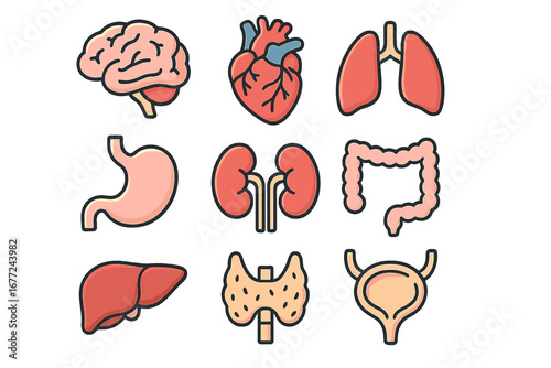 Human internal organs icon set. Vector cartoon line icons. Medical anatomy collection. Brain, heart, lungs, liver, kidneys, stomach, intestine, bladder, thyroid illustration.