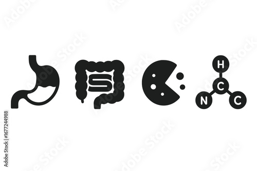Protein digestion icons solid filled vector set with stomach, intestines, enzymes, amino acids, biochemical process illustration, nutrition, absorption concept