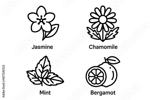 Tea Flavors Icons Set, Outline Vector Illustration of Jasmine Blossom, Chamomile Flower, Mint Leaves, and Bergamot Citrus for Herbal Infusions and Tea Designs
