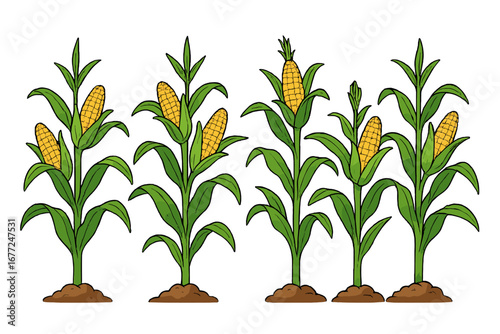 Vector cartoon corn stalks with ripe cobs in a plantation field. Maize crop illustration for agriculture, farming, and harvest concepts. Organic sweetcorn food set isolated.