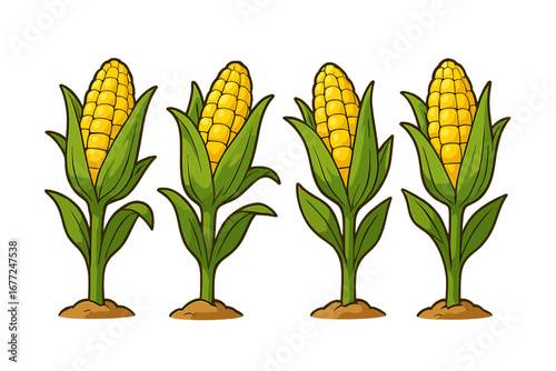 Vector set of cartoon corn stalks with ripe cobs. Agricultural illustration of maize plants growing in a field for harvest. Healthy organic sweetcorn food concept design element.