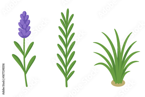Lavender flower, rosemary herb and ornamental grass vector illustration set. Botanical flat cartoon icon collection for garden, nature, and floral design concepts. Aromatic plant.