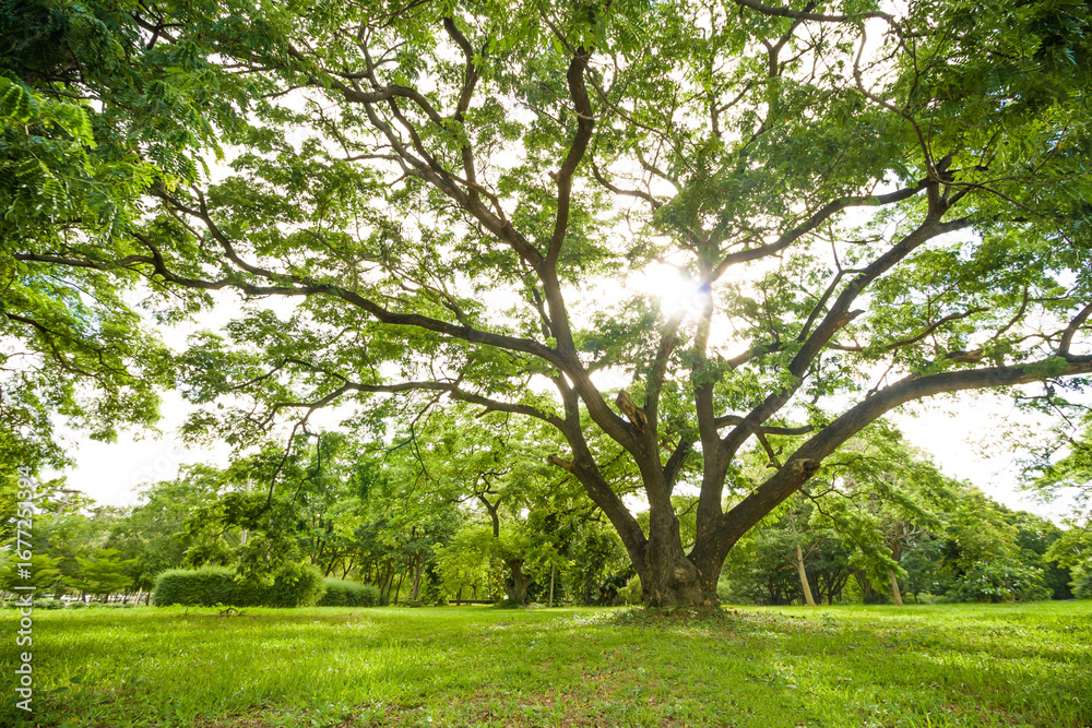 Fototapeta premium Big tree in the garden with beautiful spreading branches and sunlight shining through the leaves. Natural scenic background symbolizing growth, life, and tranquility.