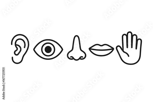 Five human senses icon set. Ear, eye, nose, mouth, hand. Hearing, sight, smell, taste, touch. Sensory perception organs. Simple line vector illustration for biology learning.