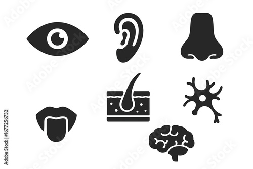 Solid filled icon set of sensory organs with eye, ear, nose, tongue, skin cross-section, neuron, and brain vector illustration on transparent background for medical and biological concepts