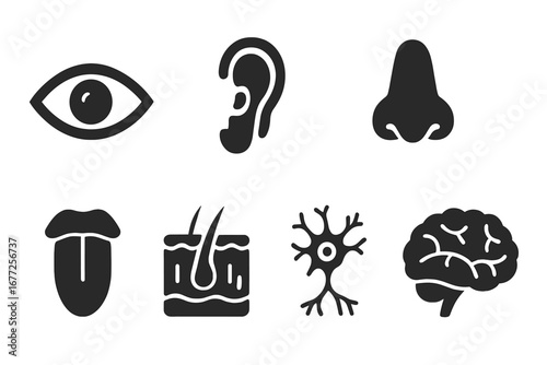 Sensory Organs Icon Set, Solid Filled Vector Illustration of Human Eye, Ear, Nose, Tongue, Skin Cross-Section, Neuron, and Brain for Medical and Science Design