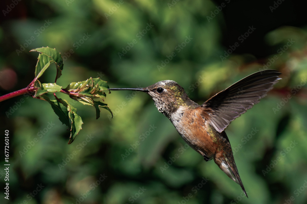 Fototapeta premium Rufous hummingbird (Selasphorus rufus) in Tofino, British Columbia.
