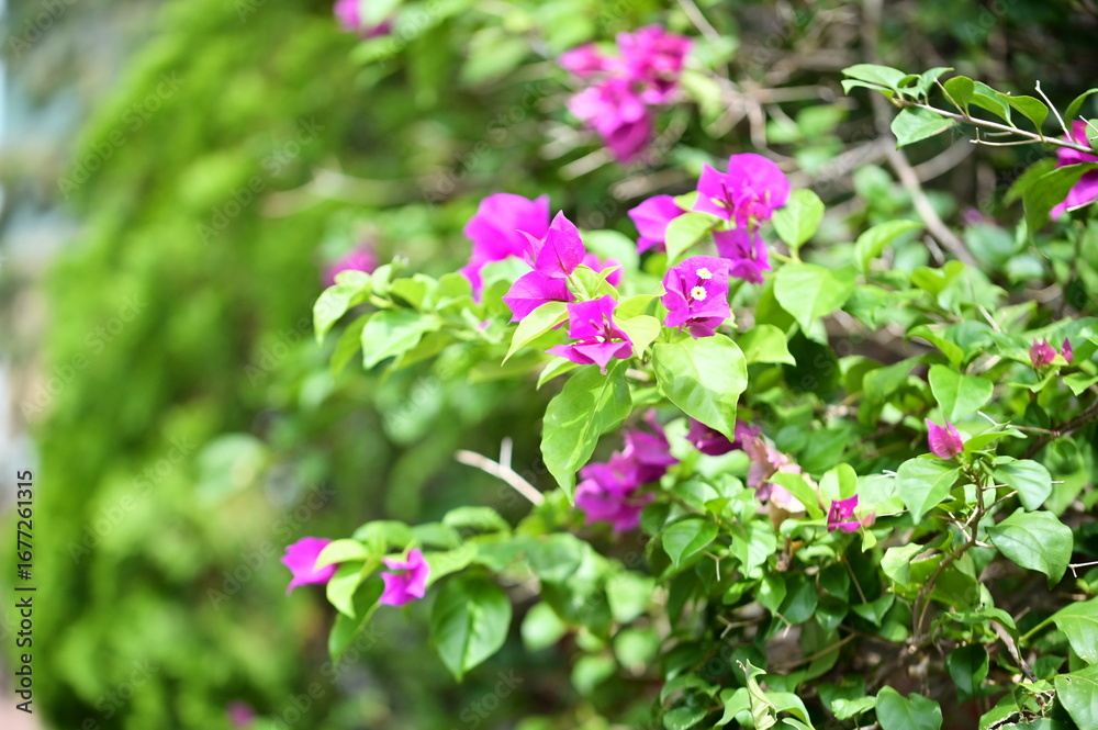Obraz premium Vibrant bougainvillea with bright flowers and lush green leaves, showcasing natural beauty. Perfect for garden design, botanical photography, horticulture reference, and urban greenery projects.
