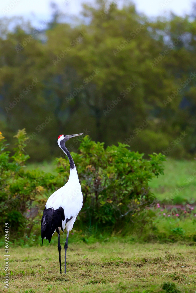 Obraz premium 丹頂鶴 