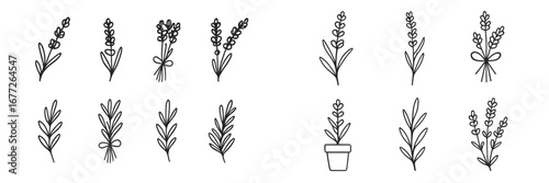 Hand-drawn lavender sprigs and bouquets