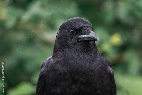 American crow (Corvus brachyrhynchos) sitting on a tree branch.	