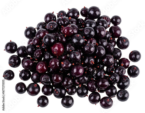 Loose Fresh Elderberries Scattered, Minimalist Layout, isolated