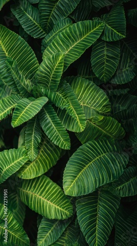 Dark Green Tropical Leaves Pattern Creating Lush Botanical Background with Natural Texture