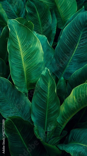 Natural Botanical Background Featuring Overlapping Dark Green Leaves