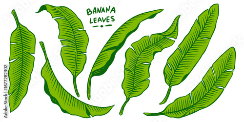 Banana leaves, tropical leaves texture. Botanic vector hand drawn illustration. Black and white